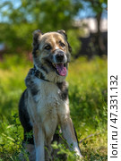 A large dog with a kind and attentive expression on its face. Its fur is of medium length, thick, and tricolor: gray and white with black spots. The dog has erect ears with soft tips, expressive dark eyes, and a slightly protruding tongue - it has probably just been walking or playing. The dog is standing against a background of green grass and trees, illuminated by bright sunlight. The atmosphere of the frame is warm, summery, filled with life and nature. The animal looks healthy, cheerful, and friendly. Стоковое фото, фотограф Анна Кривицкая / Фотобанк Лори