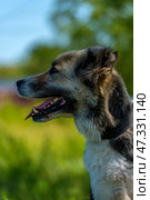 A large dog with a kind and attentive expression on its face. Its fur is of medium length, thick, and tricolor: gray and white with black spots. The dog has erect ears with soft tips, expressive dark eyes, and a slightly protruding tongue - it has probably just been walking or playing. The dog is standing against a background of green grass and trees, illuminated by bright sunlight. The atmosphere of the frame is warm, summery, filled with life and nature. The animal looks healthy, cheerful, and friendly. Стоковое фото, фотограф Анна Кривицкая / Фотобанк Лори