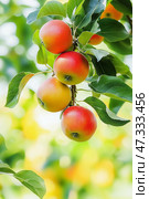 Close-up of apple tree branch with red apples against green background. Bokeh effect. Стоковое AI-изображение, AI-художник Катерина Ковалева / Фотобанк Лори