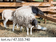 Livestock. A sheep in a pen. The concept of animal husbandry and rural life. A pet on a private eco-farm. Agricultural industry. Стоковое фото, фотограф Photojuli / Фотобанк Лори