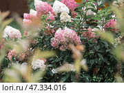 A summer photo or background with flowers. Beautiful landscape in nature with a flowering paniculate hydrangea. Beautiful healthy hydrangeas blooming in pink and white shades. Стоковое фото, фотограф Photojuli / Фотобанк Лори