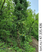 A shady forest path in Crimea, surrounded by lush greenery. The main focus is the tree in the center of the frame, completely covered with a thick carpet of vines and ivy. The trunk seems to have sunk into the green mass rising upward. Around it are various forest plants, wild herbs and flowers. A narrow, trampled path goes to the right along the slope, beckoning into the depths of the forest. This is a typical landscape for the foothills of Crimea, where the warm and humid microclimate creates ideal conditions for lush vegetation. Стоковое фото, фотограф Анна Кривицкая / Фотобанк Лори