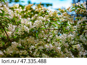 An elegant flowering plant, the branches of which are densely covered with small bell-shaped flowers of a delicate white-pink hue. The flowers are collected in loose inflorescences, and between them are slender green leaves. Sunlight breaks through the foliage, creating a play of light and shadow. This photo could have been taken in the Nikitsky Botanical Garden, where rare and decorative species are collected, and this plant looks like a weigela or abelia - both species are presented in the garden's collection. Стоковое фото, фотограф Анна Кривицкая / Фотобанк Лори