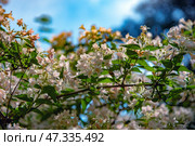 An elegant flowering plant, the branches of which are densely covered with small bell-shaped flowers of a delicate white-pink hue. The flowers are collected in loose inflorescences, and between them are slender green leaves. Sunlight breaks through the foliage, creating a play of light and shadow. This photo could have been taken in the Nikitsky Botanical Garden, where rare and decorative species are collected, and this plant looks like a weigela or abelia - both species are presented in the garden's collection. Стоковое фото, фотограф Анна Кривицкая / Фотобанк Лори