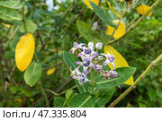 Calotropis gigantea, королевский цветок. Стоковое фото, фотограф Андрей Иванов / Фотобанк Лори