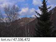 Ель на фоне горного пейзажа Алматы. Стоковое фото, фотограф Евгений Митрофанов / Фотобанк Лори