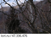 Дерево на фоне гор Алматы. Медеу. Стоковое фото, фотограф Евгений Митрофанов / Фотобанк Лори