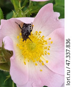 The hairy rose chafer (Latin Tropinota hirta) is located in the very center of a delicate rosehip flower. The dark-colored insect, covered with characteristic white spots and thin hairs, actively collects pollen from bright yellow stamens. The flower petals are light pink, with a delicate texture and soft curves. Everything is surrounded by green foliage. This shot is a living embodiment of spring, the vulnerable beauty of nature and the importance of pollinators in the ecosystem. Стоковое фото, фотограф Анна Кривицкая / Фотобанк Лори