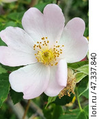 A close-up of a rose hip blossoming among green foliage. The petals are soft pink, fading to white at the base, and in the center are bright yellow stamens surrounding a green stigma. The flower looks fresh and perfectly symmetrical, symbolizing natural harmony. Below in the frame, another flower is partially visible, with a beetle hiding in it. Around it are green buds preparing to bloom soon. This frame is the embodiment of the beginning of summer, grace and power of nature. Стоковое фото, фотограф Анна Кривицкая / Фотобанк Лори
