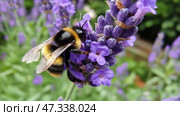 Bumblebee pollinating vibrant purple lavender in a lush garden setting. Стоковое AI-изображение, AI-художник Olga Didraga / Фотобанк Лори