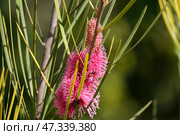 Blooming grass-leaved hakea (lat.- Hakea multilineata) Стоковое фото, фотограф Irina Opachevsky / Фотобанк Лори