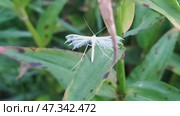 White Pterophorus (Pterophorus pentadactyla). The second name is the five-fingered fingerwing. Pterophorus is a type of butterfly that cannot fold its wings. The insect is white, thin and graceful. Стоковое видео, видеограф Andrew_Swarga / Фотобанк Лори