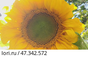 Large sunflower. Close-up of a large round inflorescence. The flower has long yellow petals along the edges, ripening yellow-black seeds in the middle and very young green seeds in the center. Farm. Стоковое видео, видеограф Andrew_Swarga / Фотобанк Лори