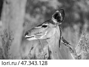 Самка антилопы куду (Tragelaphus strepsiceros) в африканском буше среди кустарника (2014 год). Стоковое фото, фотограф Анна Ефимова / Фотобанк Лори