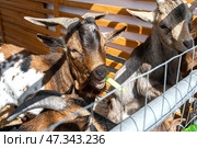 Выращивание козлят на ферме, кормление их капустой. Стоковое фото, фотограф Александр Бушков / Фотобанк Лори