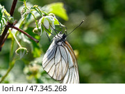 Боярышница (лат. Aporia crataegi) — бабочка из семейства белянок (Pieridae). Гусеницы являются вредителями плодовых культур. Окраска крыльев белая, с выраженными чёрными жилками. Стоковое фото, фотограф Александр Тараканов / Фотобанк Лори