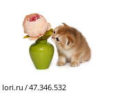 Scottish fold kitten sniffs a flower in a vase. Стоковое фото, фотограф Okssi / Фотобанк Лори