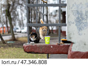 Бездомные кошки. Стоковое фото, фотограф Андрей Иванов / Фотобанк Лори