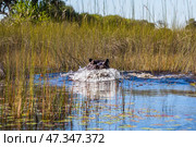Бегемот (Hippopotamus amphibius) атакует (2014 год). Стоковое фото, фотограф Анна Ефимова / Фотобанк Лори