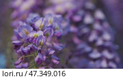 Wisteria flowers close-up. Стоковое видео, видеограф Михаил Коханчиков / Фотобанк Лори