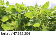 Soybean crops during the period of active growth. Soy growing in the field. Soybean shakes wind. Agribusiness. Стоковое видео, видеограф Ольга Сейфутдинова / Фотобанк Лори