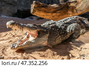 Close up of scary alligator with open mouth. Стоковое фото, фотограф Matej Kastelic / Фотобанк Лори