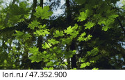 Bright maple leaves in dark forest. Стоковое видео, видеограф Михаил Коханчиков / Фотобанк Лори