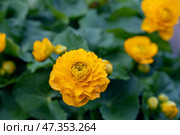Caltha palustris Multiplex marsh marigold with bright yellow flowers surrounded by green leaves, in the garden. Стоковое фото, фотограф Оксана Медведева / Фотобанк Лори