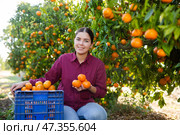 Positive female farmer picking carefully mandarins on plantation. Стоковое фото, фотограф Яков Филимонов / Фотобанк Лори