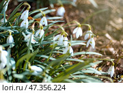 Первые весенние цветы - подснежники на поляне. Стоковое фото, фотограф Оксана / Фотобанк Лори