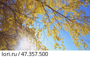 Birch trees with yellow autumn leaves against the background of the sky and bright sun. Foliage in the wind. Seasonal weather. Picturesque nature in a birch grove. View from below. Стоковое видео, видеограф Дмитрий Кобзев / Фотобанк Лори