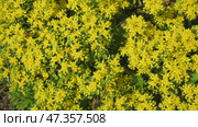 Small yellow flowers - Sedum. Ornamental and medicinal plant. Wild bees collect pollen. Latin name - Sedum acre Aureum. Стоковое видео, видеограф Дмитрий Кобзев / Фотобанк Лори