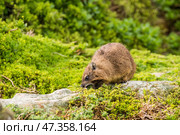 Капский даман (Procavia capensis) ест траву (2014 год). Стоковое фото, фотограф Анна Ефимова / Фотобанк Лори