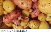 Young potatoes in a bucket. Freshly dug and washed potatoes of different varieties lie in a white plastic bucket. The tubers are round in shape and have different sizes and colors. Стоковое видео, видеограф Andrew_Swarga / Фотобанк Лори