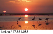 Flamingos wade in calm water during a serene sunset, vibrant orange sky reflecting on the water, showcasing peaceful nature. Стоковое AI-изображение, AI-художник Александра Рублева / Фотобанк Лори