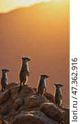 Four small animals are standing on a rocky hillside. Стоковое AI-видео, аниматор Sergey Grishin / Фотобанк Лори