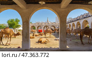Doha, Qatar- Jan 14 2024, Panoramic fork for camels grazing on the sand in a arch stone paddock in the Souq Waqif area, near with Qatari Royal Emir Stables, at daytime, Doha, Qatar. Редакционное фото, фотограф Сергей Богомяко / Фотобанк Лори
