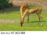 Sir Bani Yas Island, United Arab Emirates - Jan 18 2024, Close-up view of antelopes grazing in a field, savannah, in a safari park, Sir Bani Yas Island, UAE. Стоковое фото, фотограф Сергей Богомяко / Фотобанк Лори