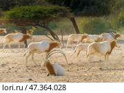 Sir Bani Yas Island, United Arab Emirates - Jan 18 2024, close-up view of a herd of saber-horned antelopes, or Saharan oryx, resting in field at daytime, in a safari parkSir Bani Yas Island, UAE. Стоковое фото, фотограф Сергей Богомяко / Фотобанк Лори