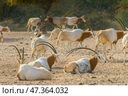 Sir Bani Yas Island, United Arab Emirates - Jan 18 2024, close-up view of a herd of saber-horned antelopes, or Saharan oryx, resting in field at daytime, in a safari parkSir Bani Yas Island, UAE. Стоковое фото, фотограф Сергей Богомяко / Фотобанк Лори