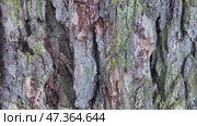 The camera slowly slides along the trunk of a pine tree. Close-up of the bark. Стоковое видео, видеограф Виктор Тихонов / Фотобанк Лори