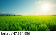 Lush green rice plants stretch across the farmland, bathed in golden sunlight as the sun rises over distant mountains and a clear blue sky. Стоковое AI-изображение, AI-художник Sergey Grishin / Фотобанк Лори