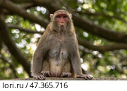 Macaques in nature. Macaques constitute a genus (Macaca) of gregarious monkeys. Стоковое фото, фотограф Андрей Армягов / Фотобанк Лори