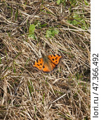 Spring butterfly Nymphalis Xanthomelas rests. Стоковое фото, фотограф Саблин Станислав / Фотобанк Лори