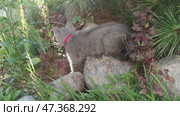 Kitten on a flowerbed. A small gray kitten is walking along stones lying among the grass and plants. He is looking for something in the grass and between the stones, trying to touch it with his paw. Стоковое видео, видеограф Andrew_Swarga / Фотобанк Лори