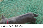 Gray kitten on the porch. A small gray kitten is walking along the green plastic carpet near the porch of the house. He lies down playing and immediately gets up looking for something in the distance. Стоковое видео, видеограф Andrew_Swarga / Фотобанк Лори