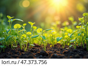 🔸Заголовок Свежие зеленые саженцы, растущие в почве на солнечном свете, символизирующие новое начало и красоту природы. Стоковое AI-изображение, AI-художник Елена Болотина / Фотобанк Лори