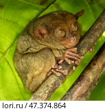 Tarsier monkey on tree in Philippines. Стоковое фото, фотограф Михаил Коханчиков / Фотобанк Лори
