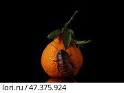 Фрукт с жуком. Стоковое фото, фотограф Сергей Чупахин / Фотобанк Лори