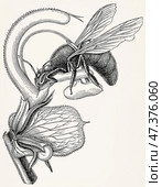 Flower of Sage (Salvia Aethiopis), pollinated by the Wood Swallow Moth (Hepialus humuli). Antique stylized illustration. Стоковое фото, фотограф Sergey Kohl / Фотобанк Лори